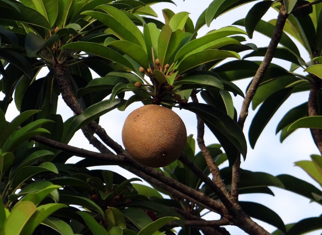 chikoo, sapota, manilkara zapota, tropical-fruit, sweet, india, chikoo, chikoo, chikoo, chikoo, chikoo, sapota, sapota, sapota, sapota