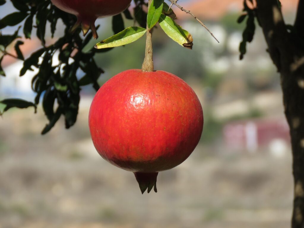 pomegranate, nature, fruit, tree, summer, ripe