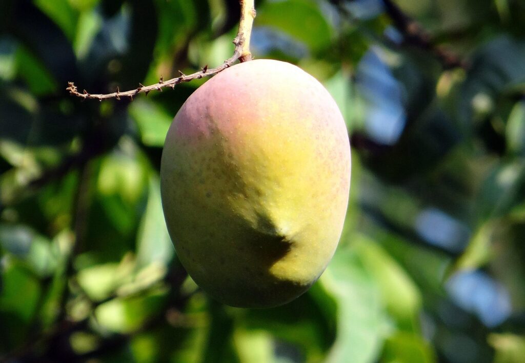 mango, mango tree, ripe, fruit, dharwad, india, mango, mango, mango tree, mango tree, mango tree, mango tree, mango tree