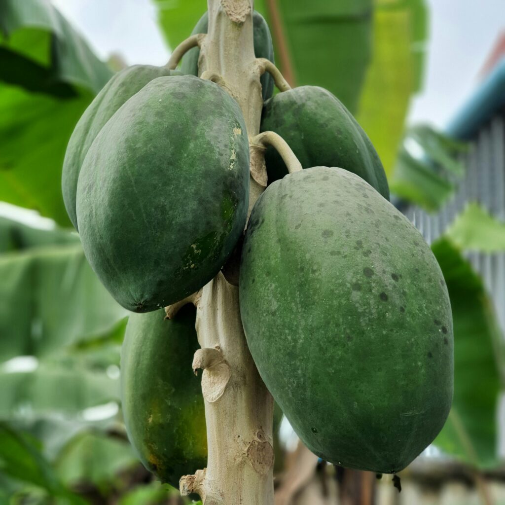 Close-up of green papayas hanging from a tree, showcasing fresh and healthy produce.